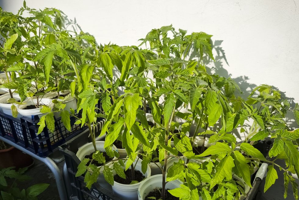 young tomato plants lit by the sun, tomato seedlings in white pots grown on balcony