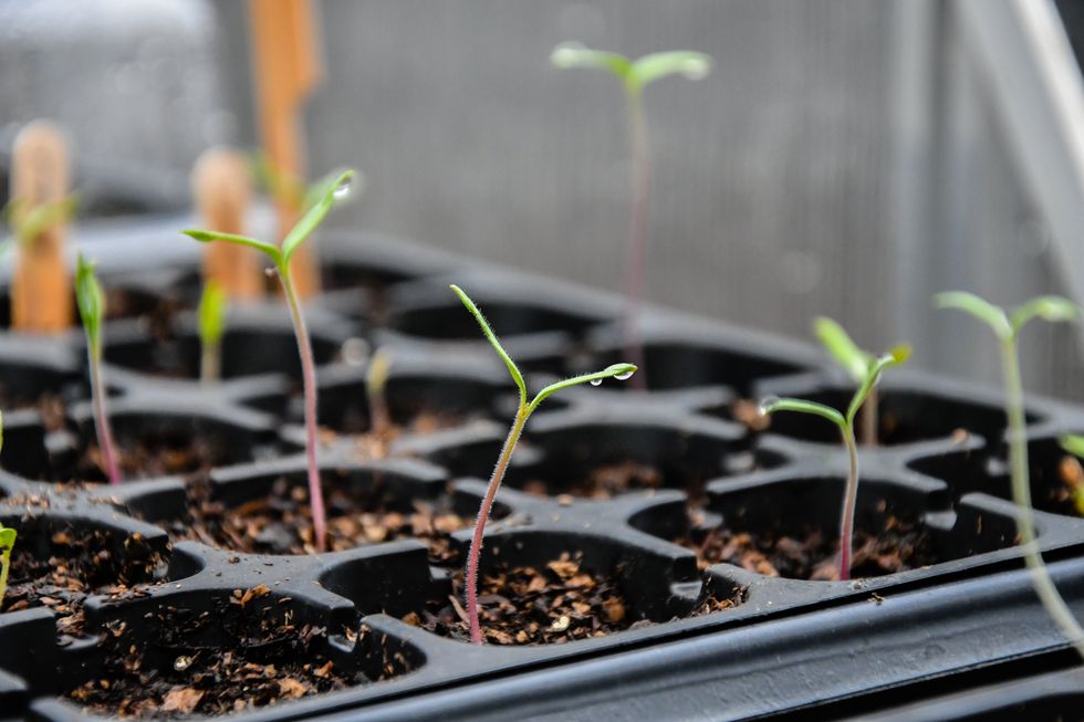 young tomato seedlings germinating in the greenhouse