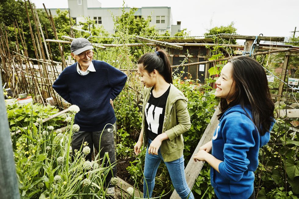 young volunteers working with senior man in his vegetable patch in community garden