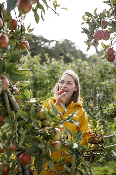 young woman eating apple from tree in orchard
