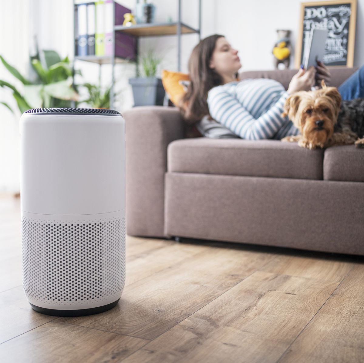 Does your pet need an air purifier? - The Good Guys