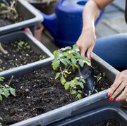 young woman is caring for vegetables in containers on her urban rooftop