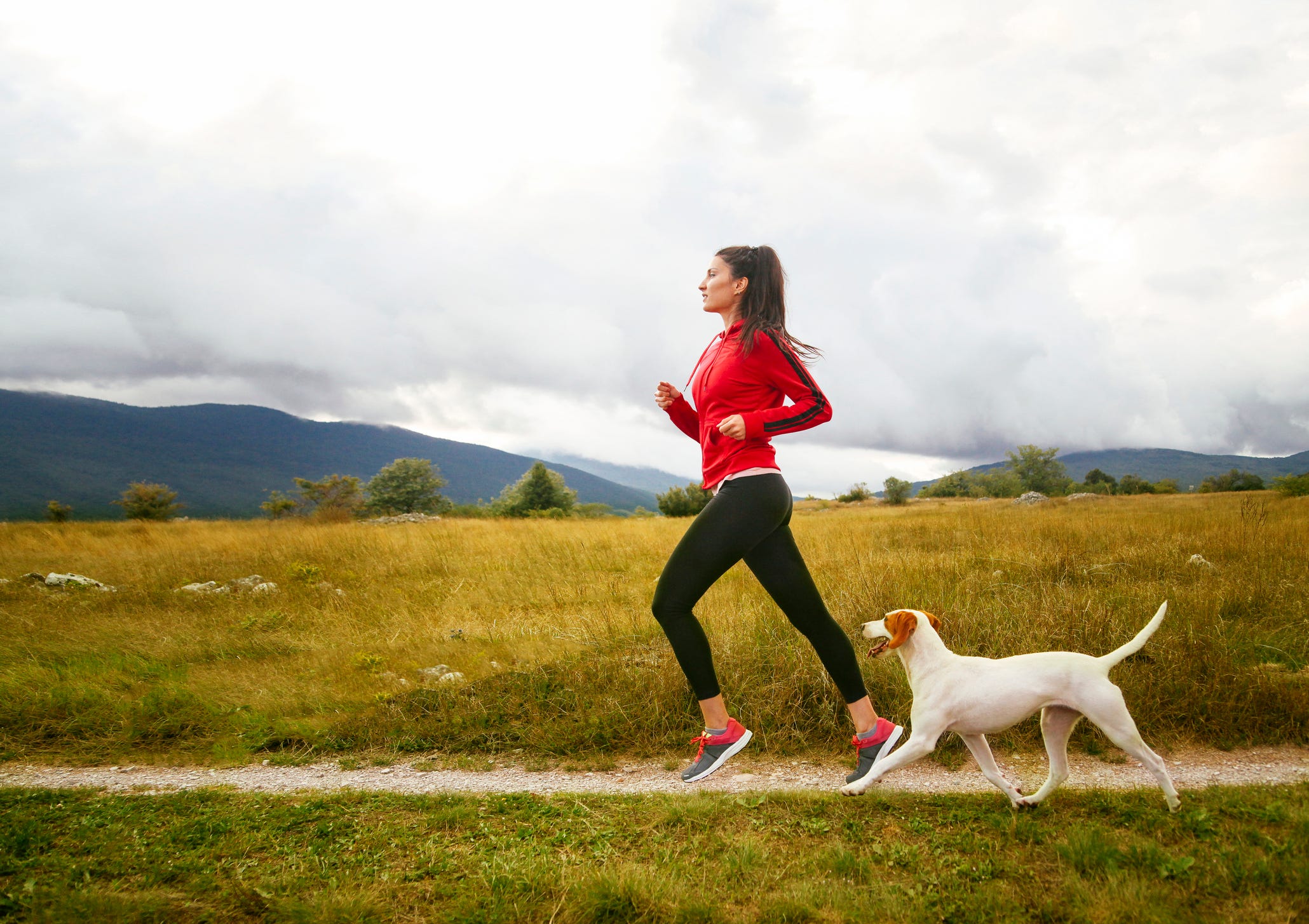 can greyhounds run long distances