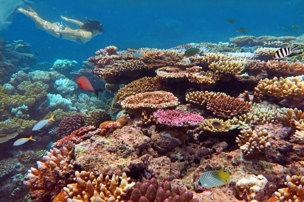 Young woman snorkelling in a Coral reef at the Great Barrier Reef Australia