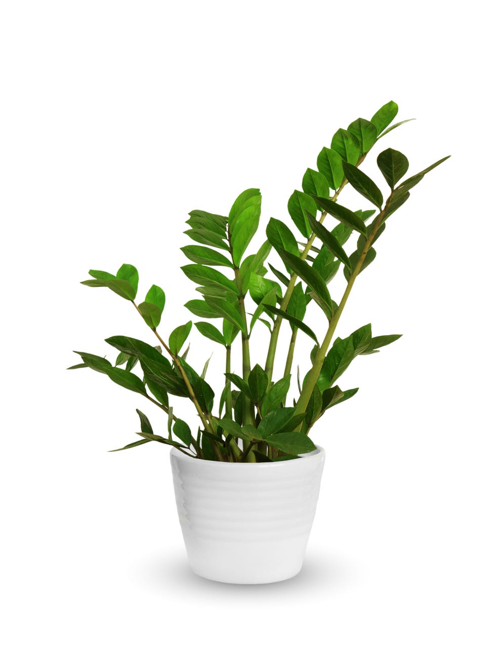 https://hips.hearstapps.com/hmg-prod/images/young-zamioculcas-a-potted-plant-isolated-over-royalty-free-image-1580921813.jpg?crop=0.88234xw:1xh;center,top&resize=980:*