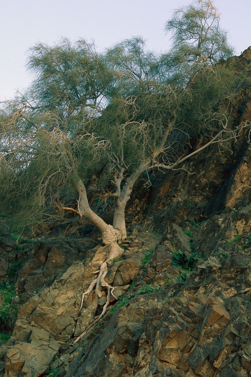 Moringa peregrina is een met uitsterven bedreigde boomsoort in Jordani en Isral waar de inheemse bomen worden bedreigd door verwoestijning