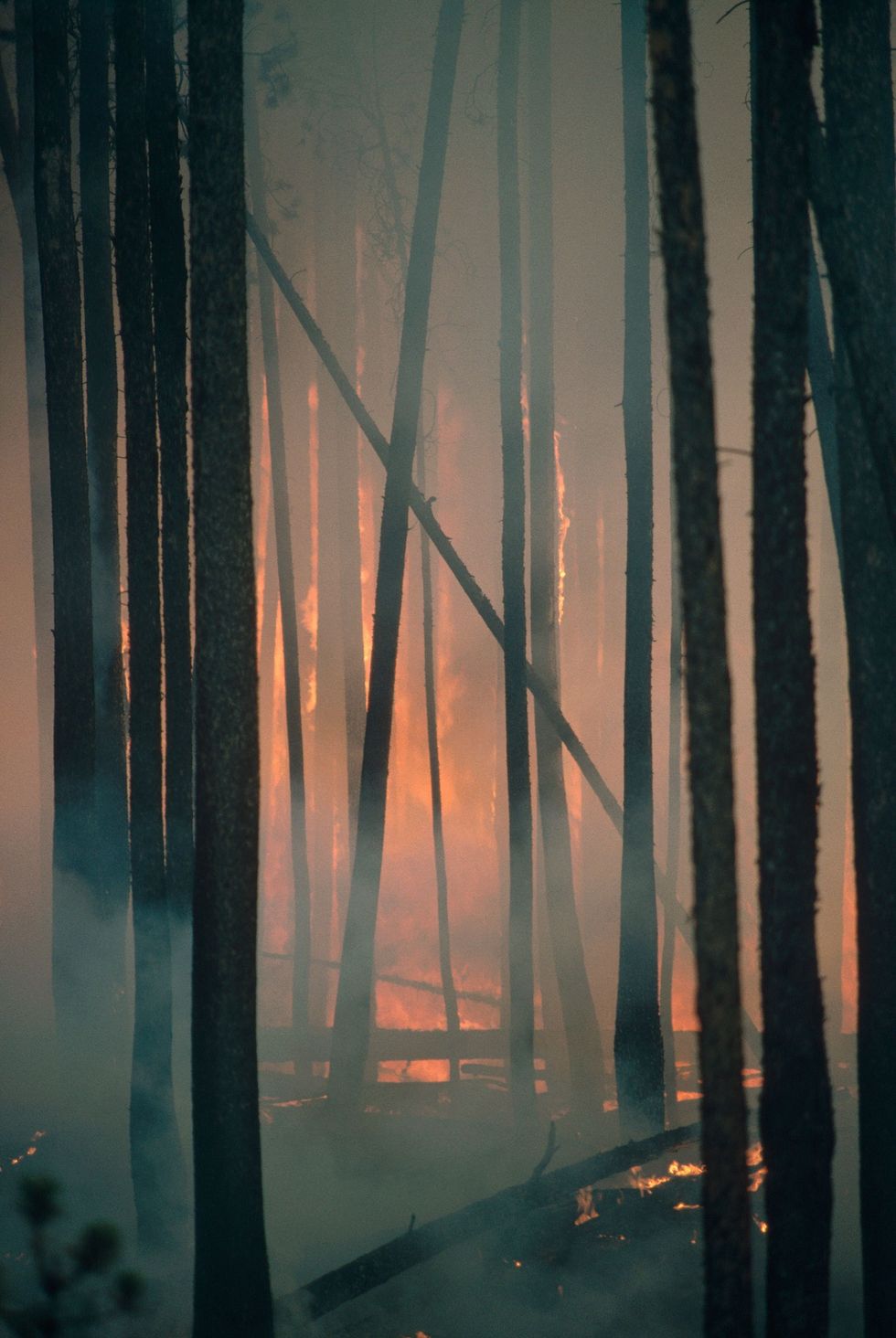 Een brand in een bos met draaidennen in Yellowstone National park
