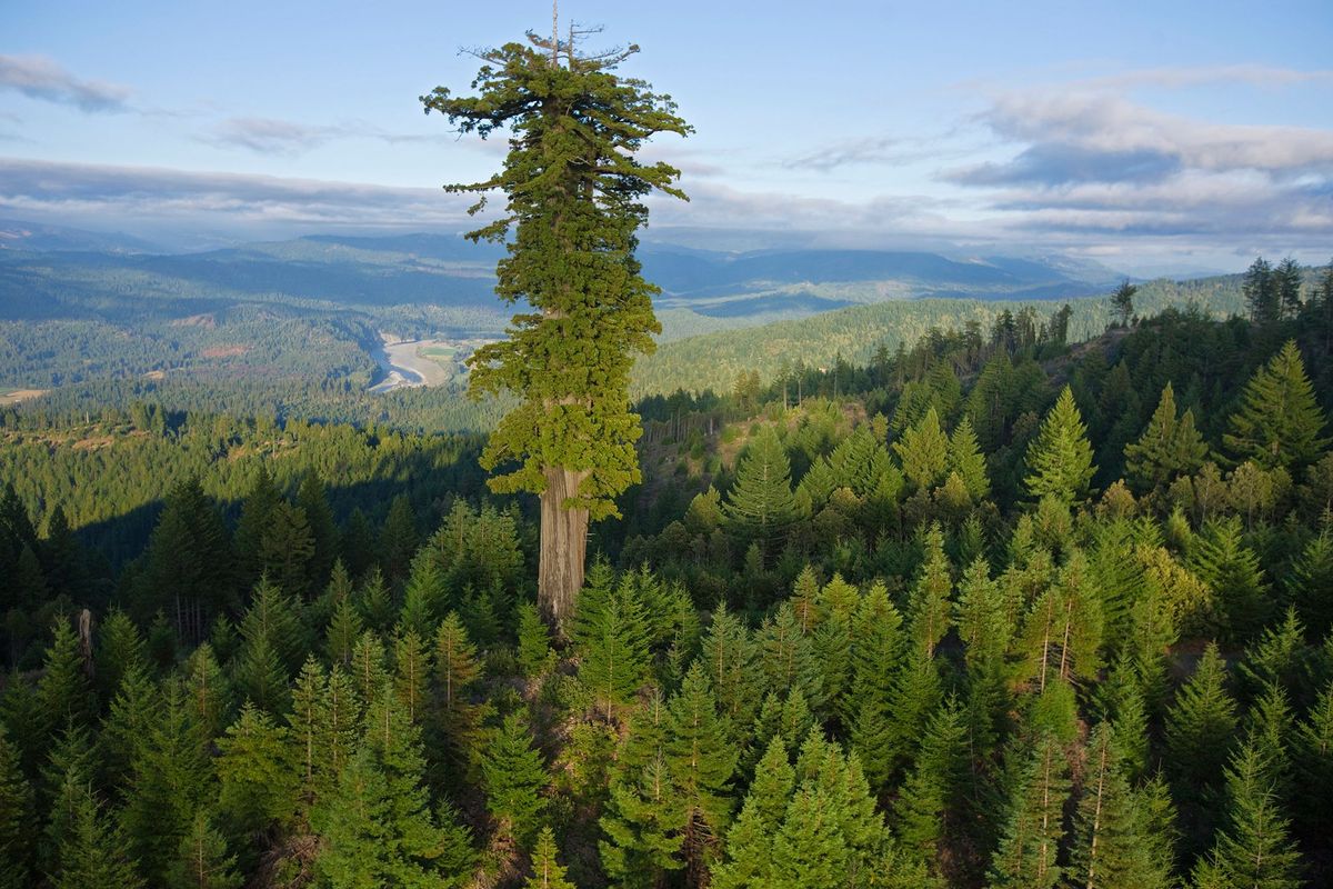 Universiteit sticker Sanctie Terwijl de grote, oude bomen op aarde sterven worden bossen jonger en lager
