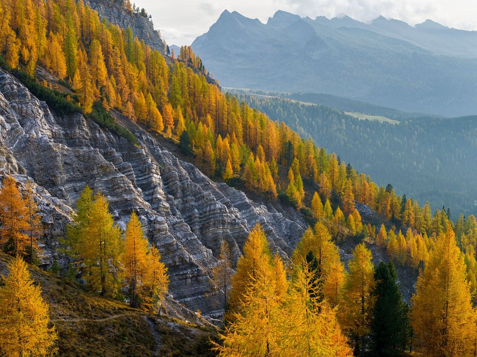 In de Italiaanse dolomieten staan goudkleurige lariksen tegen een bergwand Over de hele wereld sterven oude bomen sneller dan werd gedacht