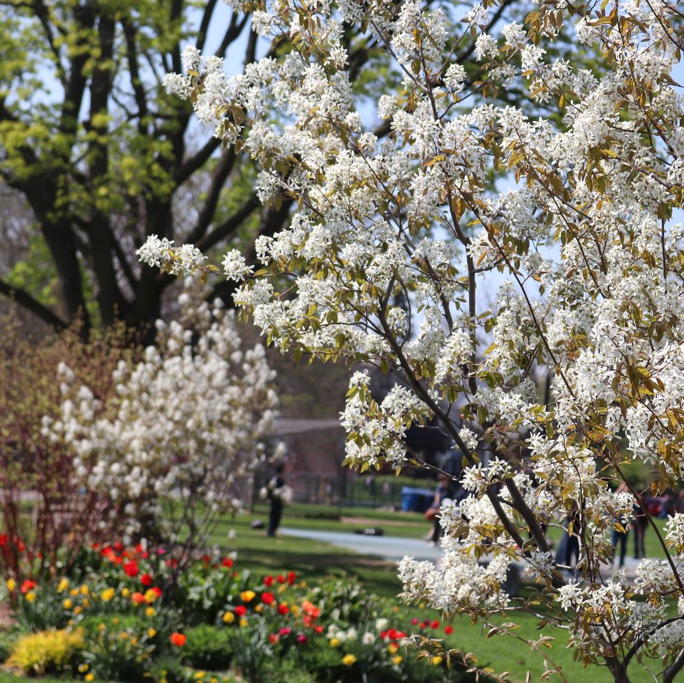 flowering serviceberry tree with white flowers