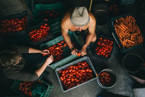 Ciążeń, Poland CIE POLEN Abramiv legt uit dat het werk dat deze boer al decennialang verricht hem enorm veel deugd doet Hier bereidt hij samen met zijn zoon een levering tomaten voor verkoop op de lokale boerenmarkt voor
