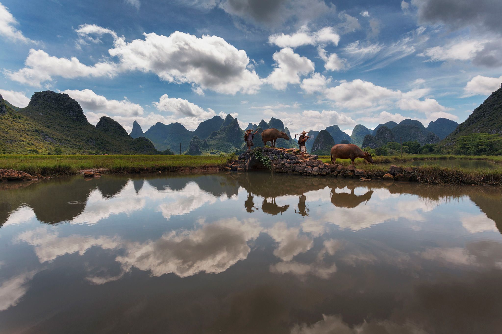 Buffels verzamelen zich aan een meer in Guilin in China