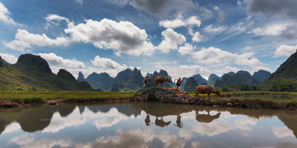 Buffels verzamelen zich aan een meer in Guilin in China