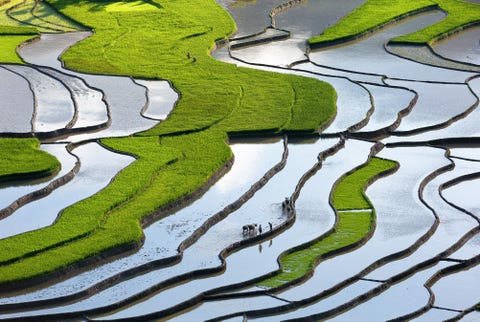 trapterrassen zoals de Tu Le Terraces in Vietnam worden vaak gebruikt om op bergachtig terrein te verbouwen