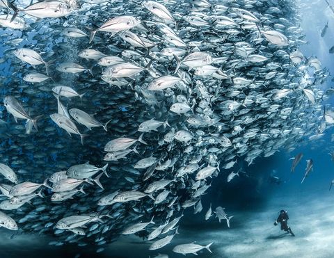 Volgens Sintek is het aan de milieumaatregelen van een naburig dorp te danken dat duikers nog kunnen genieten van zulke verbijsterende aantallen horsmakrelen Caranx sexfasciatus die elk jaar bijeenkomen in het zeereservaat Parque Nacional de Cabo Pulmo voor de kust van Baja California