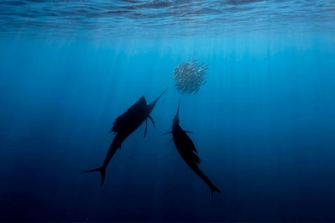 Dankzij de onderwaterfotografie heeft Guerin de klimaatverandering voor zijn ogen zien afspelen Scholen als deze die door pijlsnelle zeilvissen worden opgejaagd zijn essentieel voor het voortbestaan van andere zeediersoorten die langzaam aan het verdwijnen zijn schrijft hij