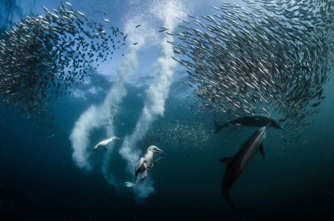 Dit chaotische beeld getuigt eigenlijk van een goed doordacht aanvalsplan Fotograaf Greg Lecoeur legt uit dat Kaapse janvangenten de dolfijnen naar de sardienen volgen en dan het water in schieten om zich tegoed te doen