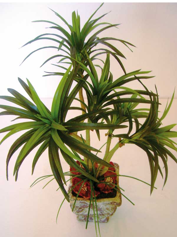 planta de yuca