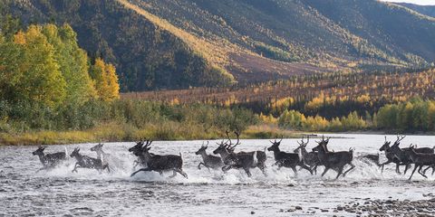 Yukon Wildlife Preserve near Whitehorse Canada