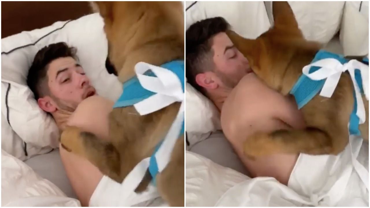 Hd Video Priyanka Ka Sex - Priyanka Chopra Surprising Nick Jonas with a Puppy Video