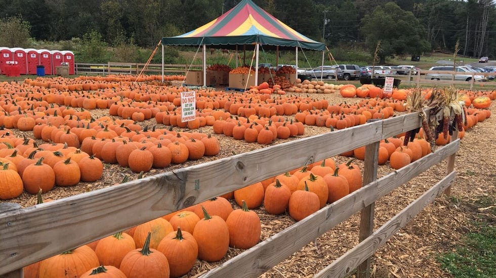 uncle shucks corn maze  pumpkin patch
