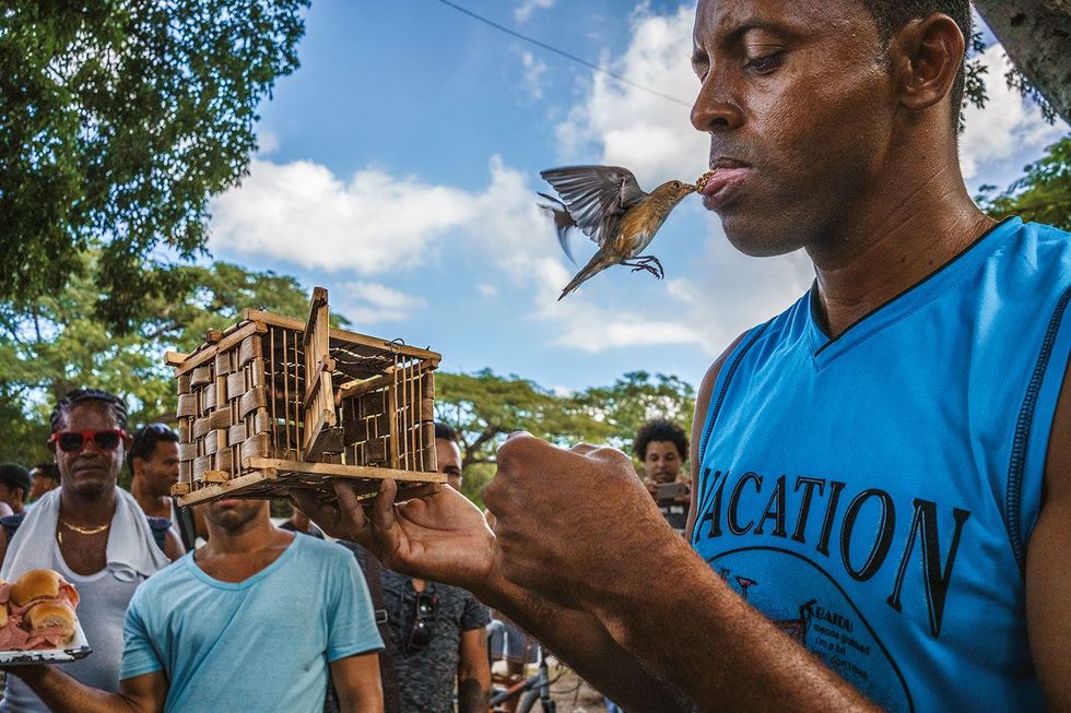 In Havana zien toeschouwers een zangvogel zaadjes van de tong van zijn africhter afpikken Vr de coronapandemie kwamen mensen vogels kopen verkopen en bekijken op openbare plekken als deze