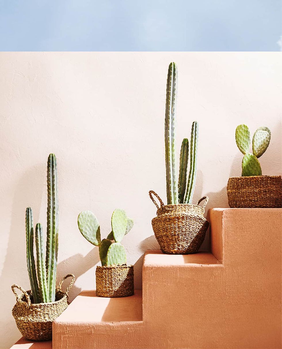 Gran cactus en las macetas. divertido cactus para la decoración del hogar.  cactus esponjoso con agujas largas. hermoso objeto interior. cactus entre  piedras. cactus en una maceta.