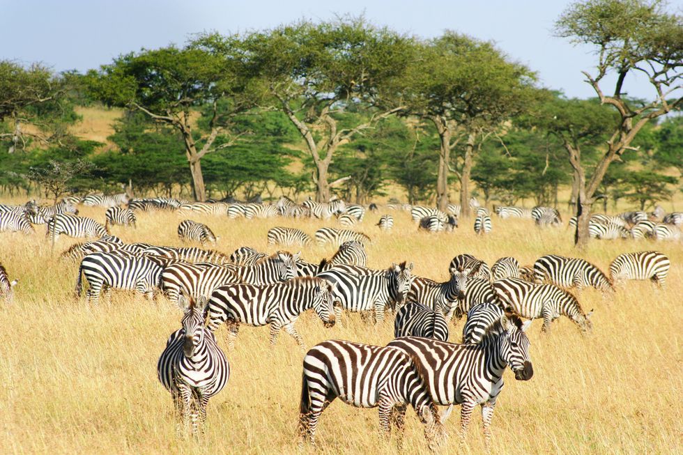 Zebra, Terrestrial animal, Wildlife, Herd, Grassland, Savanna, Natural environment, Safari, Nature reserve, Plant community, 