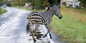 a zebra runs across a road on october 2, 2019 in the village of thelkow, north eastern germany, after the animal had broken out of a circus with a fellow animal nearby, and had caused an accident on the a20 motorway in the area   the other zebra had already been captured   germany out photo by bernd wuestneck  dpa  afp  germany out photo by bernd wuestneckdpaafp via getty images