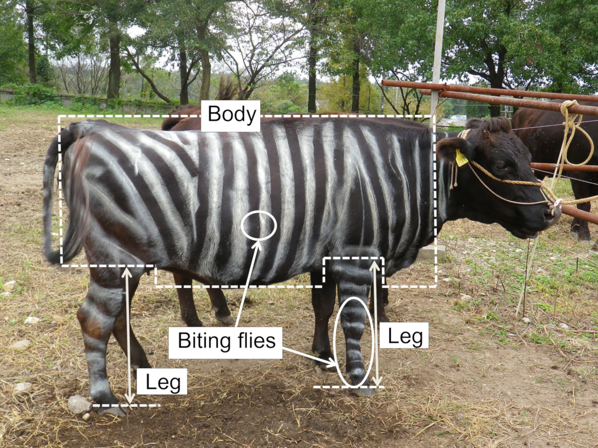 Why Do Zebras Have Stripes? | Zebra Facts | Cow Research
