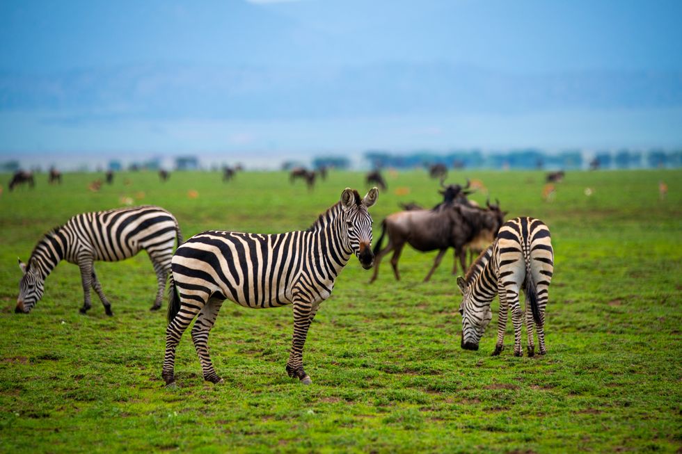 zebra in lake ndutu area between serengeti and ngorongoro, tanzania