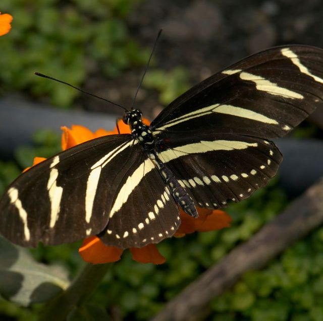 types of butterflies