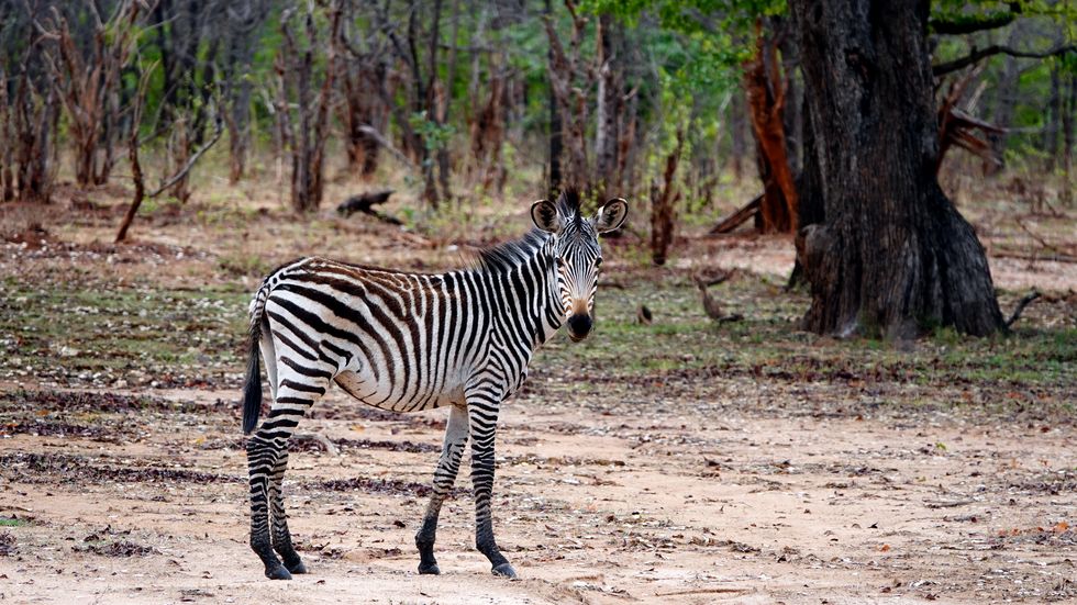 zebra looking at the camera
