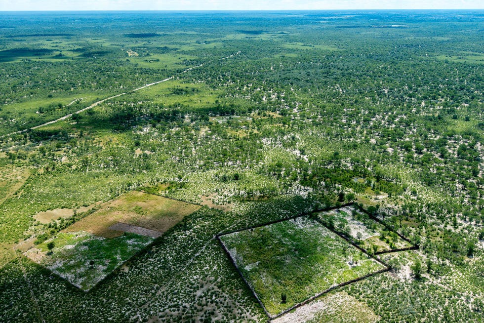 In Maun in Botswana worden stukken landbouwgrond van elkaar gescheiden door hekken Obstakels als deze werden in uitgestrekte grote delen van Botswana opgericht om het vee te beschermen maar de hekken maakten ook een einde aan de dierentrek in de regio