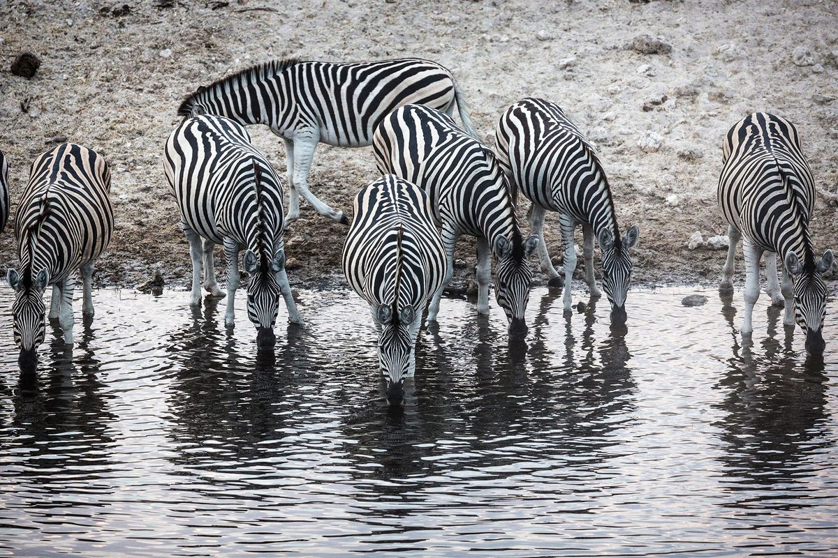 Zebras drinken water in de Okavangodelta Tijdens jaarlijks terugkerende overstromingen ontstaan in de delta wetlands met een weelderige vegetatie  een paradijs voor wilde dieren