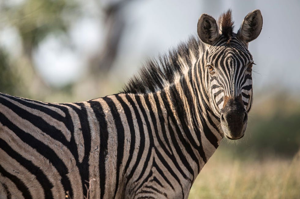 Een zebra in Botswana draait zijn kop om naar de fotograaf