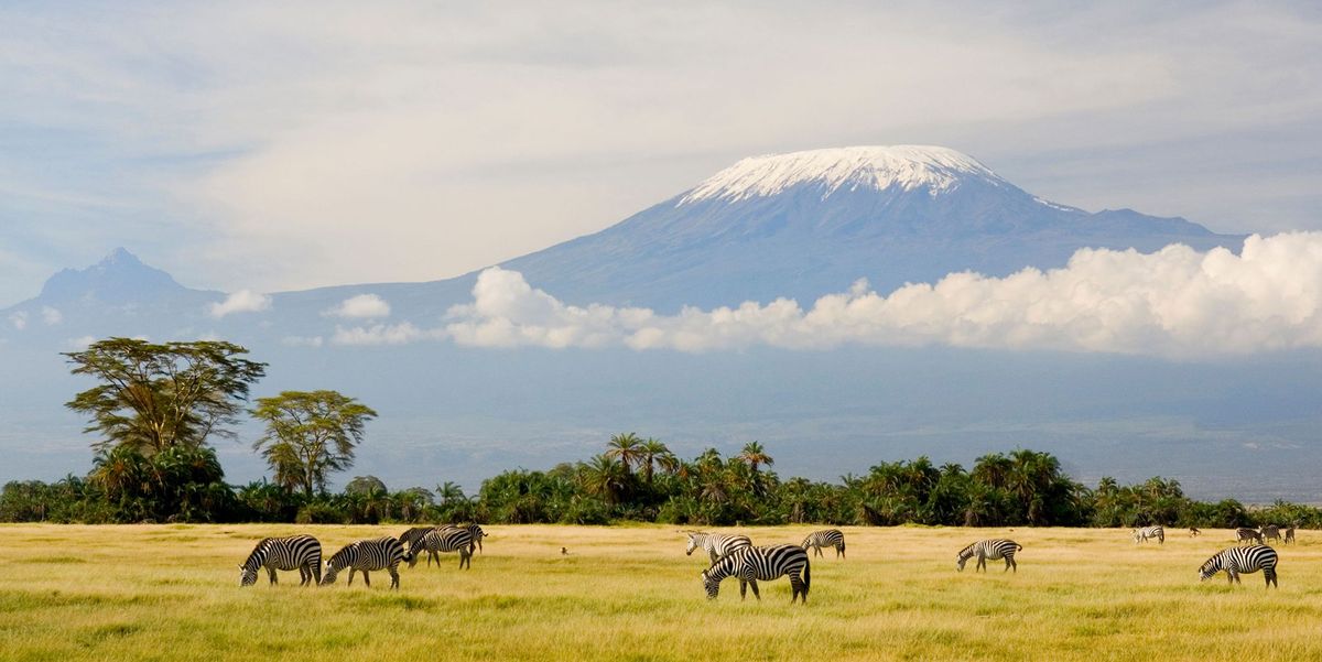 zebras grazen aan de voet van de kilimanjaro de hoogste berg van afrika waarvan een beklimming vijf tot acht dagen kost