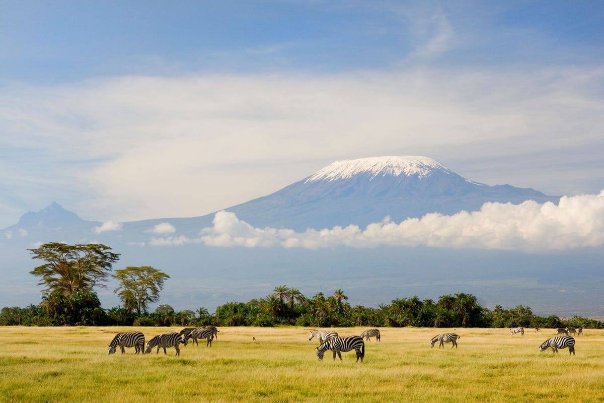 Zebras grazen aan de voet van Afrikas hoogste berg de Kilimanjaro Deze imposante piek kan door de meeste bergbeklimmers in drie tot vijf dagen worden beklommen