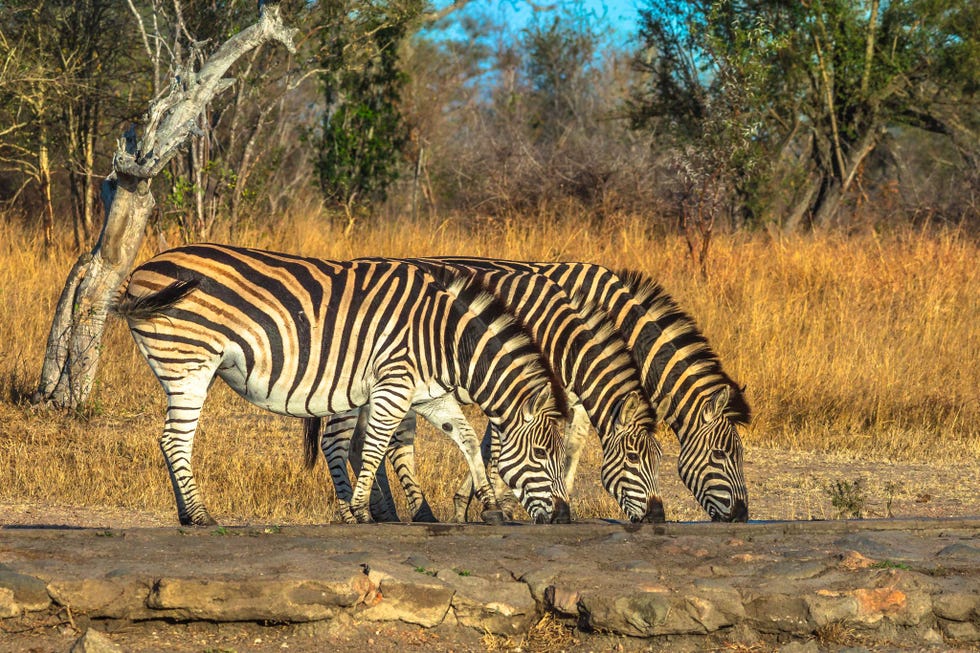 Drie zebras staan bij een drenkplaats in het Nationale Park Kruger in ZuidAfrika