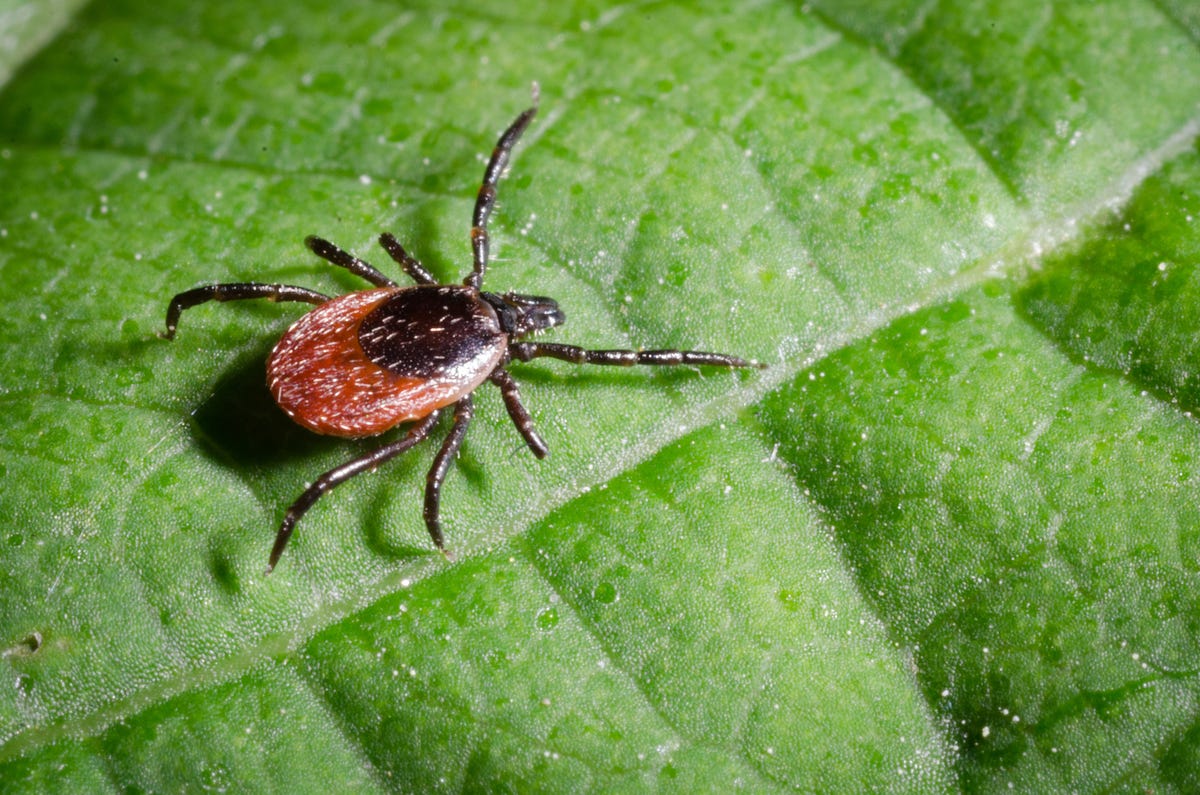 What Does a Tick Look Like? - How To Recognize Tick Bites on Humans and ...