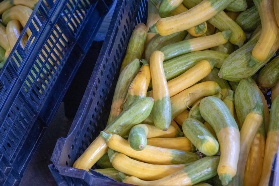 20 Different Types of Squash for the Winter and Summer