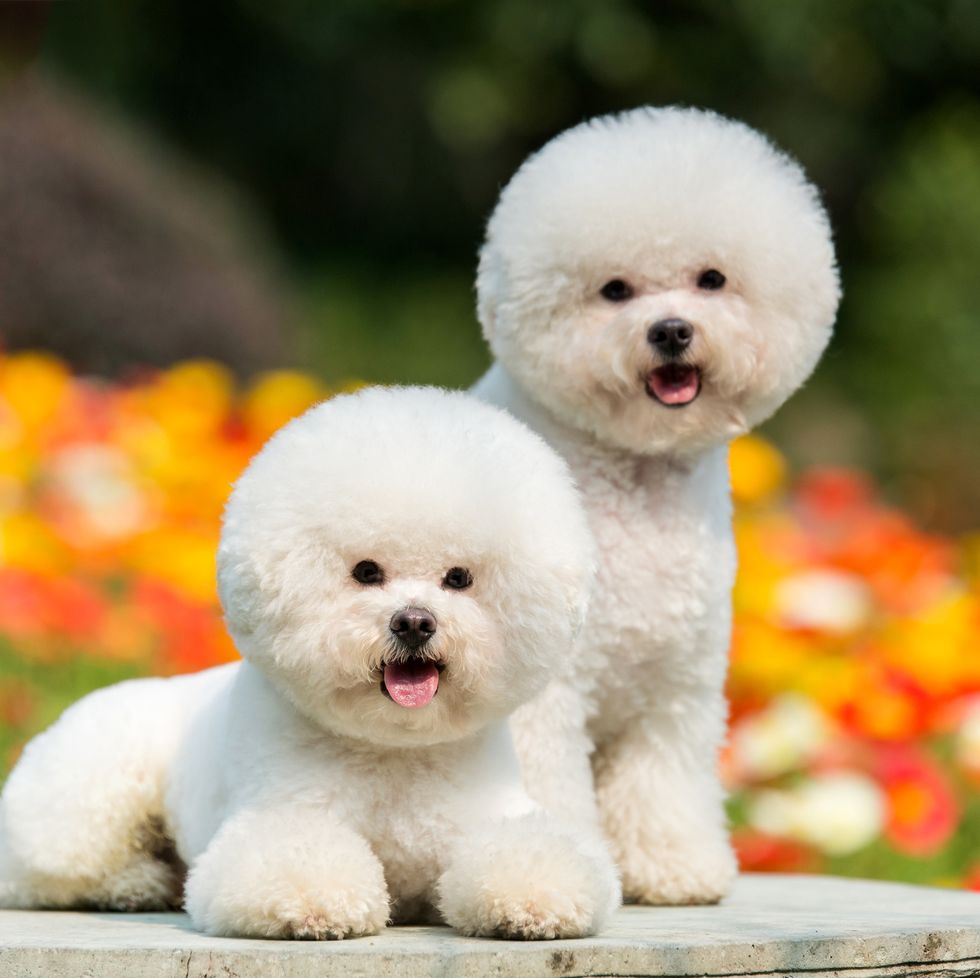 two bichon frise dogs