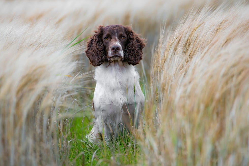 Therapy Dogs: 10 Best Therapy Dog Breeds