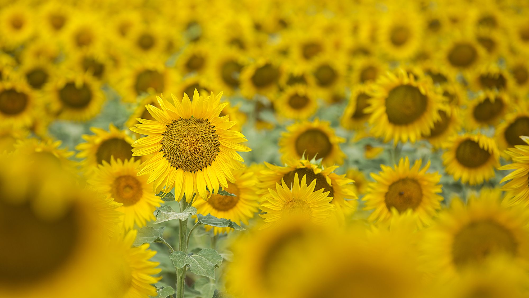 Sunflowers for deals sale near me