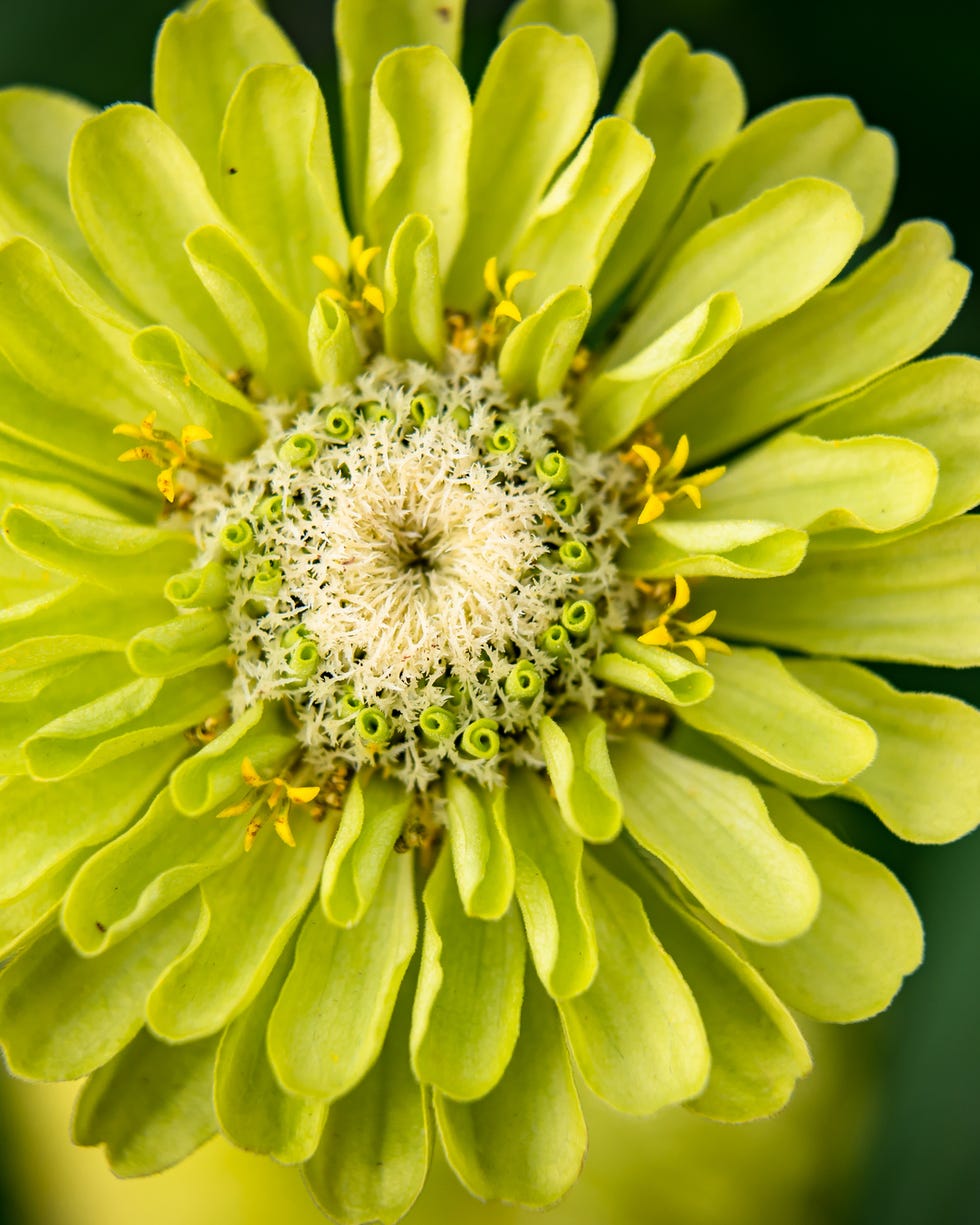 Yellow in Green Bouquet Yellow in Green Bouquet