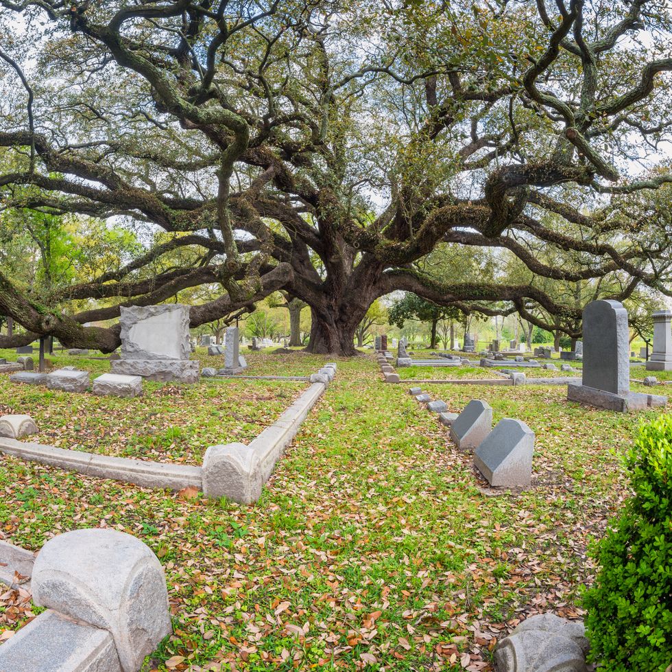 giant live oak on cemetery in houston, texas, usa
