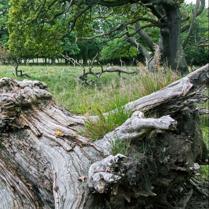 fallen old english oak  pedunculate oak tree quercus robur in jaegersborg dyrehave  dyrehaven near copenhagen, denmark photo by arterrauniversal images group via getty images
