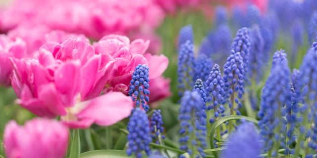 Flower, Flowering plant, Plant, grape hyacinth, Lavender, Hyacinth, Lupin, Bluebonnet, Lavender, Petal, 