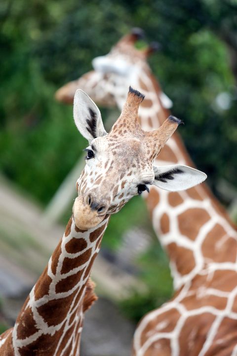 zoo giraffe