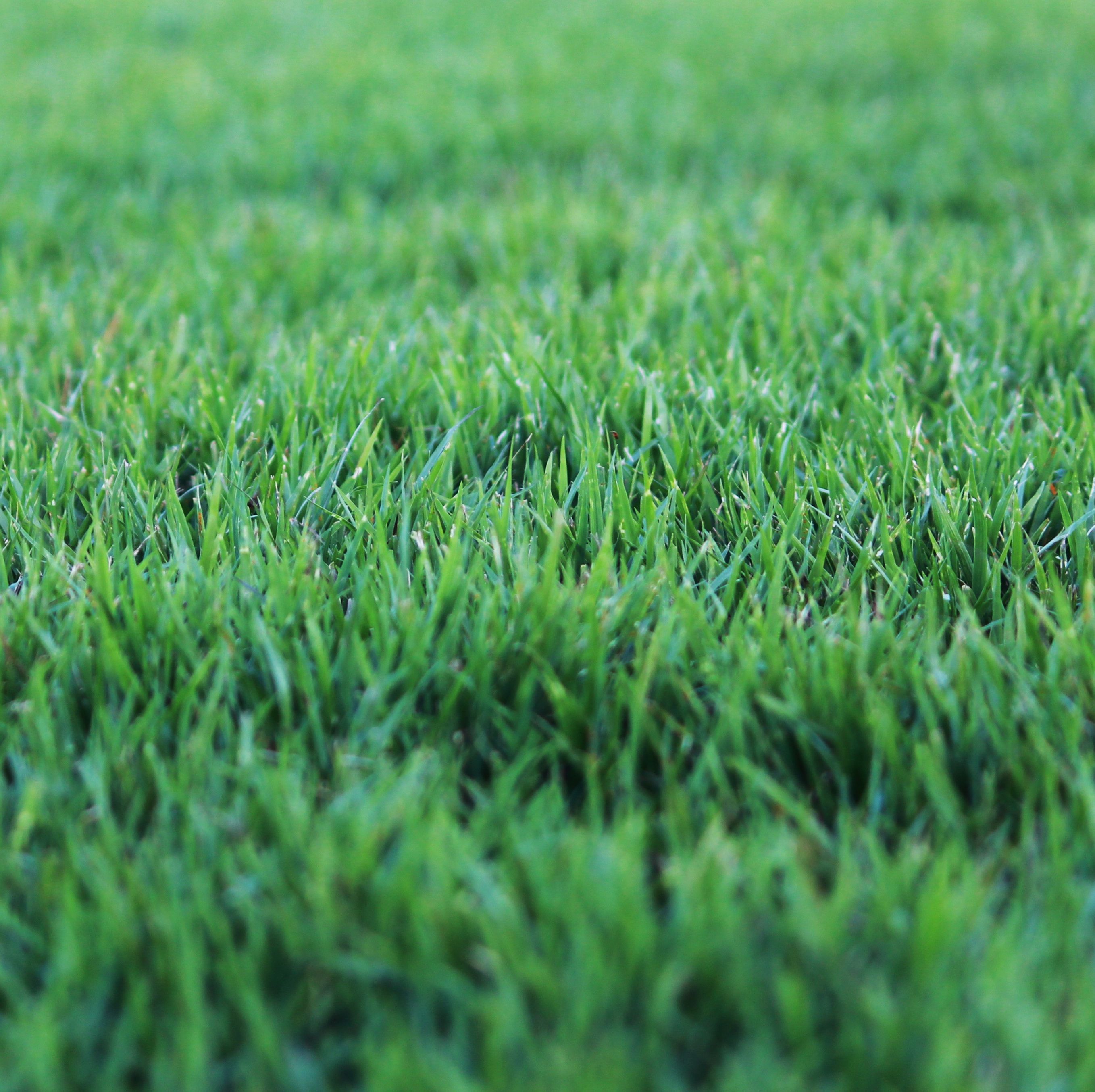 The Best Time to Fertilize Your Lawn Is Not When You'd Expect